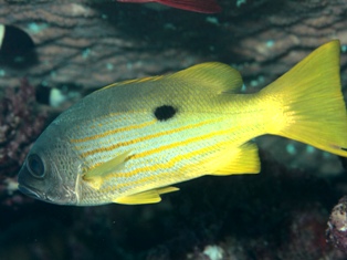 Lutjanus Fulviflamma